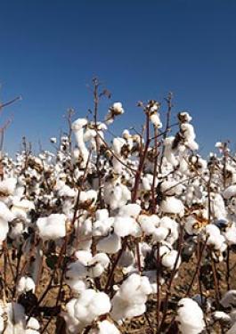Cotton inspection & testing services