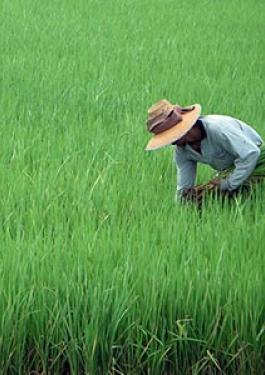 Rice Inspection | Bureau Veritas