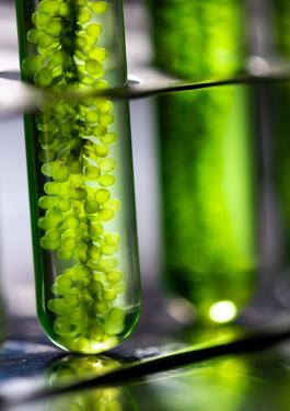 Algae biofuel testing